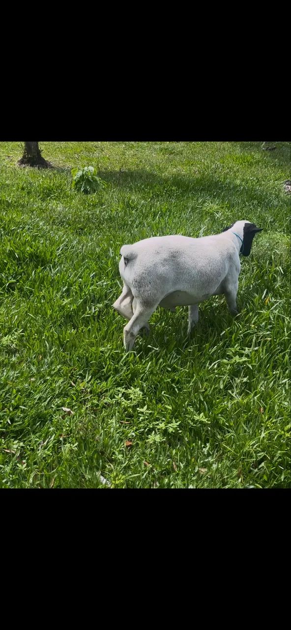 Borregos Dorper  - Foto 2