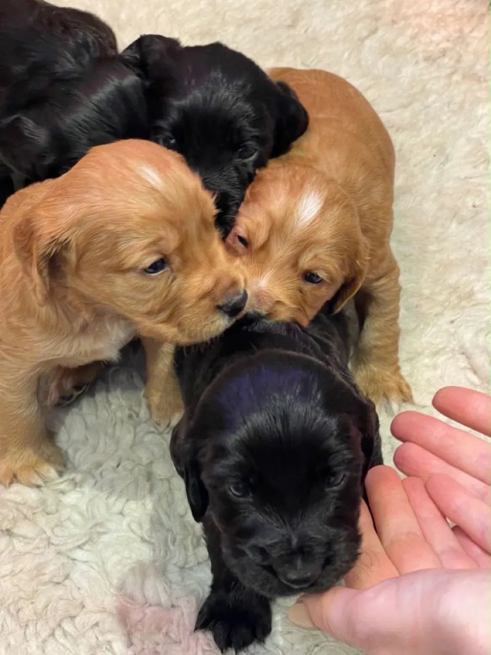 Cocker spaniel disponível 