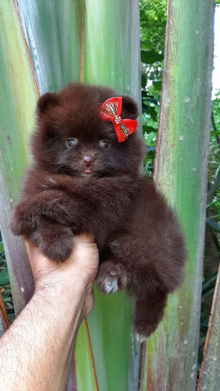 Spitz alemão/luludapomerania fêmea chocolate anã  - Foto 2