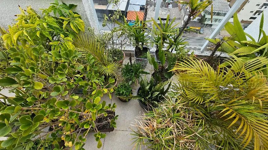 Combo de Vasos e plantas