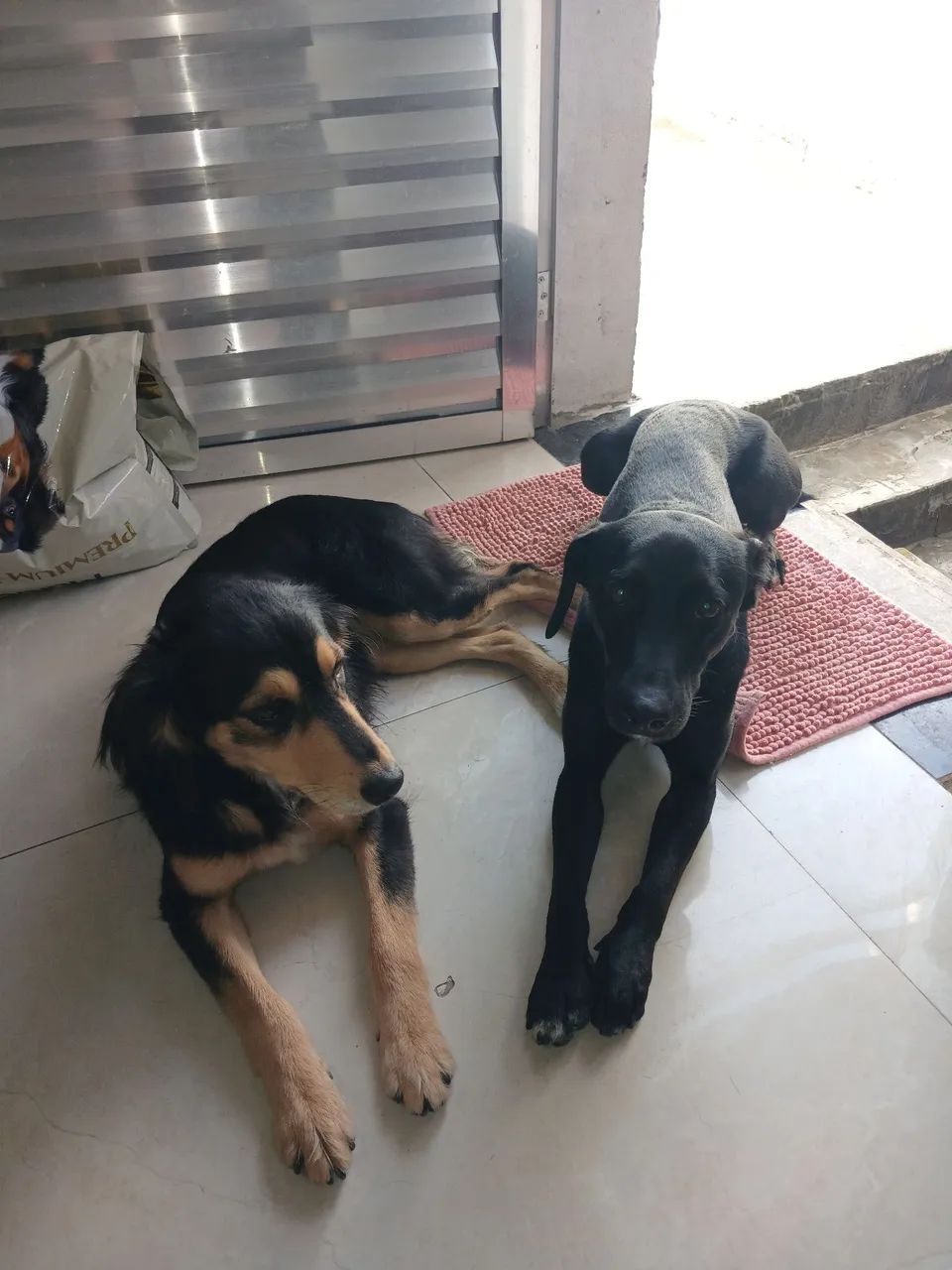 Adoção  - Foto 2