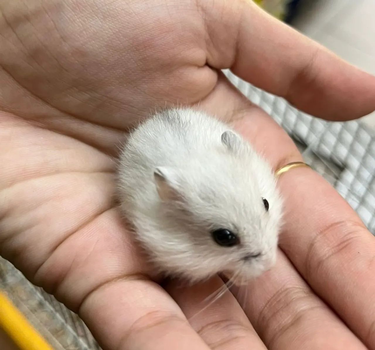 Hamster Anão russo  - Foto 4