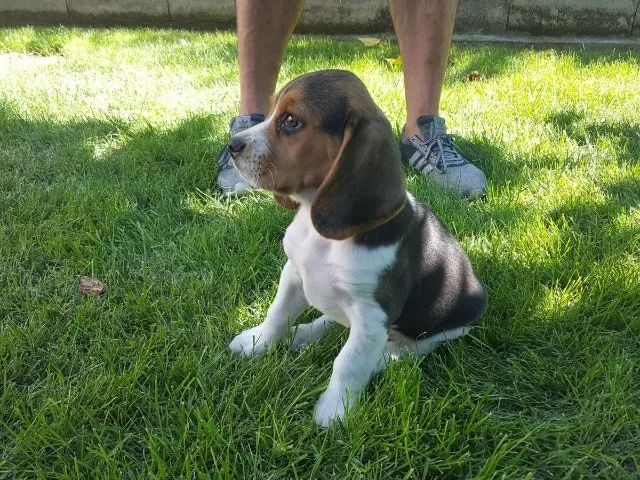 Beagle: não perca a chance de ter esse companheiro incrível
