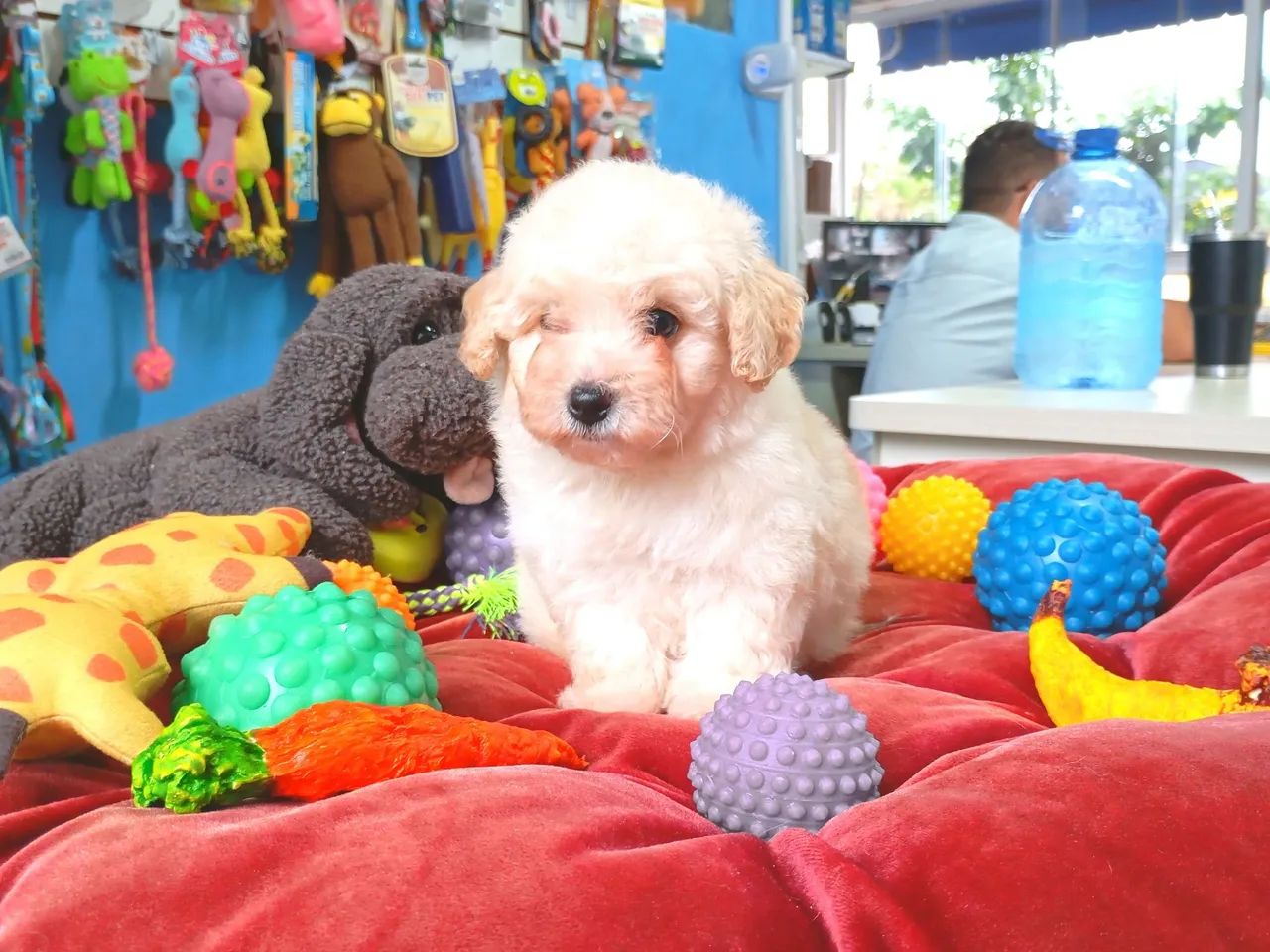 Filhote de poodle mini  - Foto 2