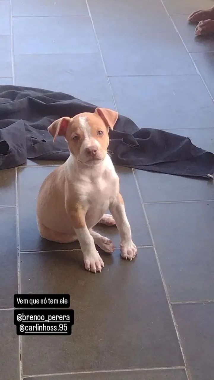 Cachorro Pitbull 