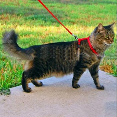 Coleira Guia Gato Coelho Cão Furão - Foto 4