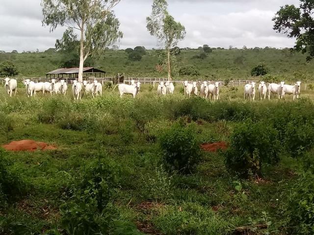 Fazenda 1.940 hectares na Estrada do Manso a 50 km de Cuiabá
