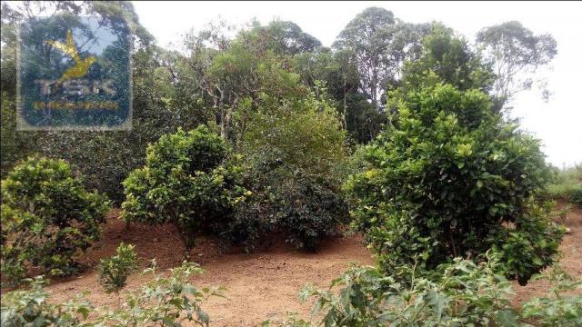Chácara à venda, agudos do sul. ch0266 - Foto 8
