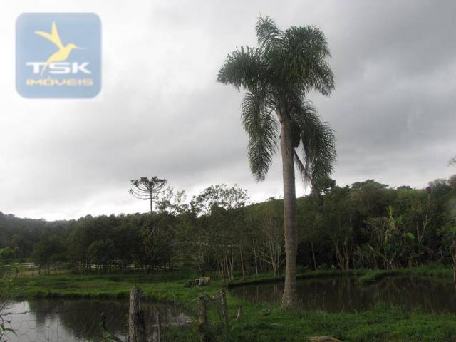 São josé dos pinhais chácara 15.000 m² aqui eu vou ficar ch0159 - Foto 19