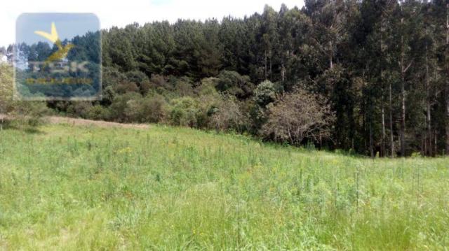 CH0314 Mandirituba 4.200 m² de área p/ Chácara com tanque luz 300 m asfalto - Foto 5