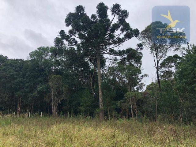 Chácara à venda, 6.957 m² por r$ 175.000 - barco - mandirituba/pr - Foto 12