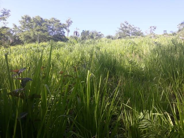 Vendo uma chácara, de 54 hectares em chapada - Foto 4
