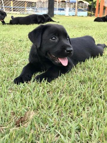 Filhotes de Labrador - Foto 3