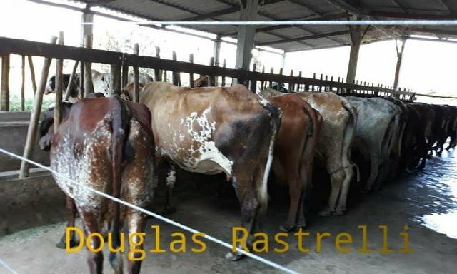 Belíssimo sítio em Cachoeiras de Macacu RJ 122 oportunidade!!! - Foto 4