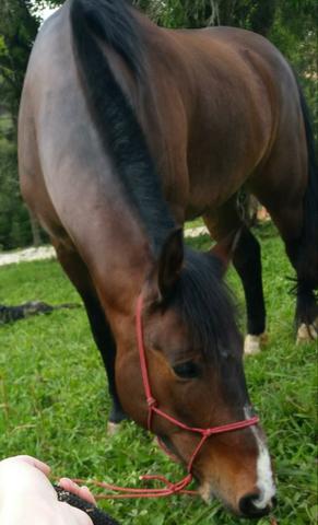 Cavalo QM - Foto 4