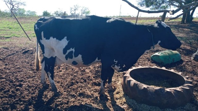 Lote com 30 vacas e 20 novilhas, Fazenda São José, região de Avaré, Botucatu, Itatinga-SP