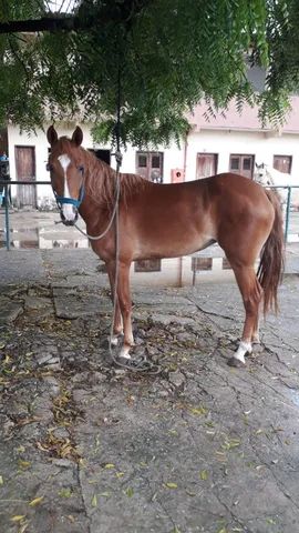 Égua QM e Cavalo Marchador