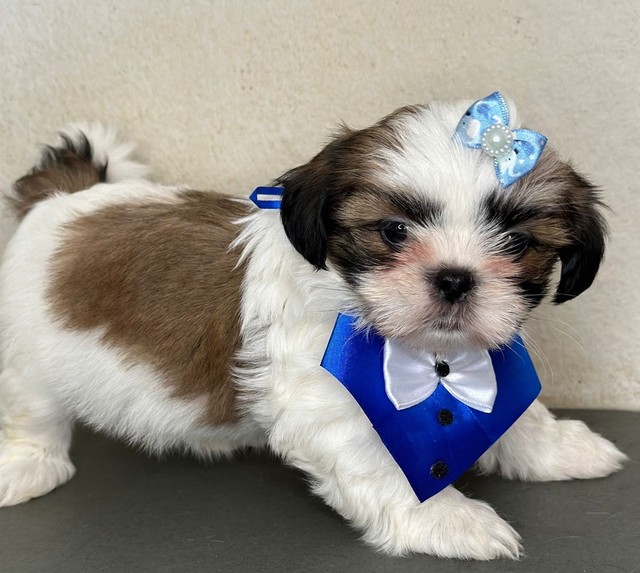 Shihtzu micro seu novo amiguinho!! - Cachorros e acessórios - Centro, São  Carlos 1168428601 | OLX