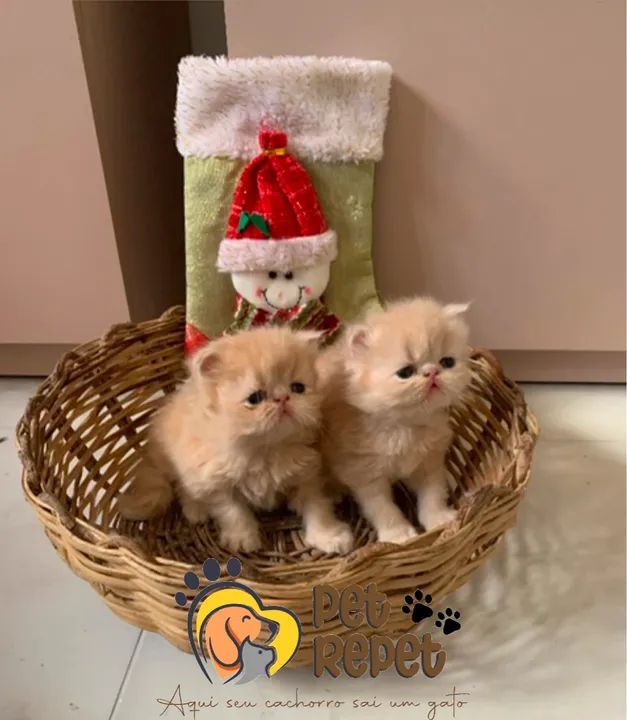 Gato persa padrão show filhote  - Foto 2