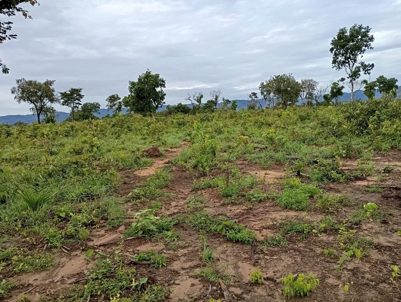 Fazenda 187 alq. No Tocantins 80 desmatado 35 formado 32 milhoes