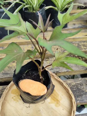 MUDAS DE BATATA DOCE POLPA LARANJA E ROXA