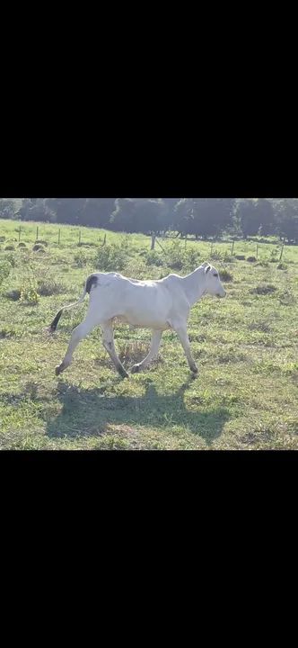 Vendo 6 macho 3 fêmea zap * 