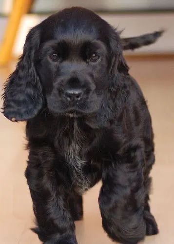 Cocker Spaniel Brincalhão 
