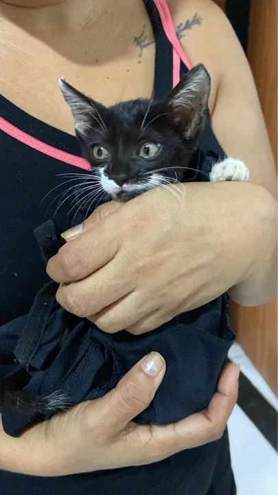 Gata fêmea filhote para doação (castração garantida)  - Foto 4