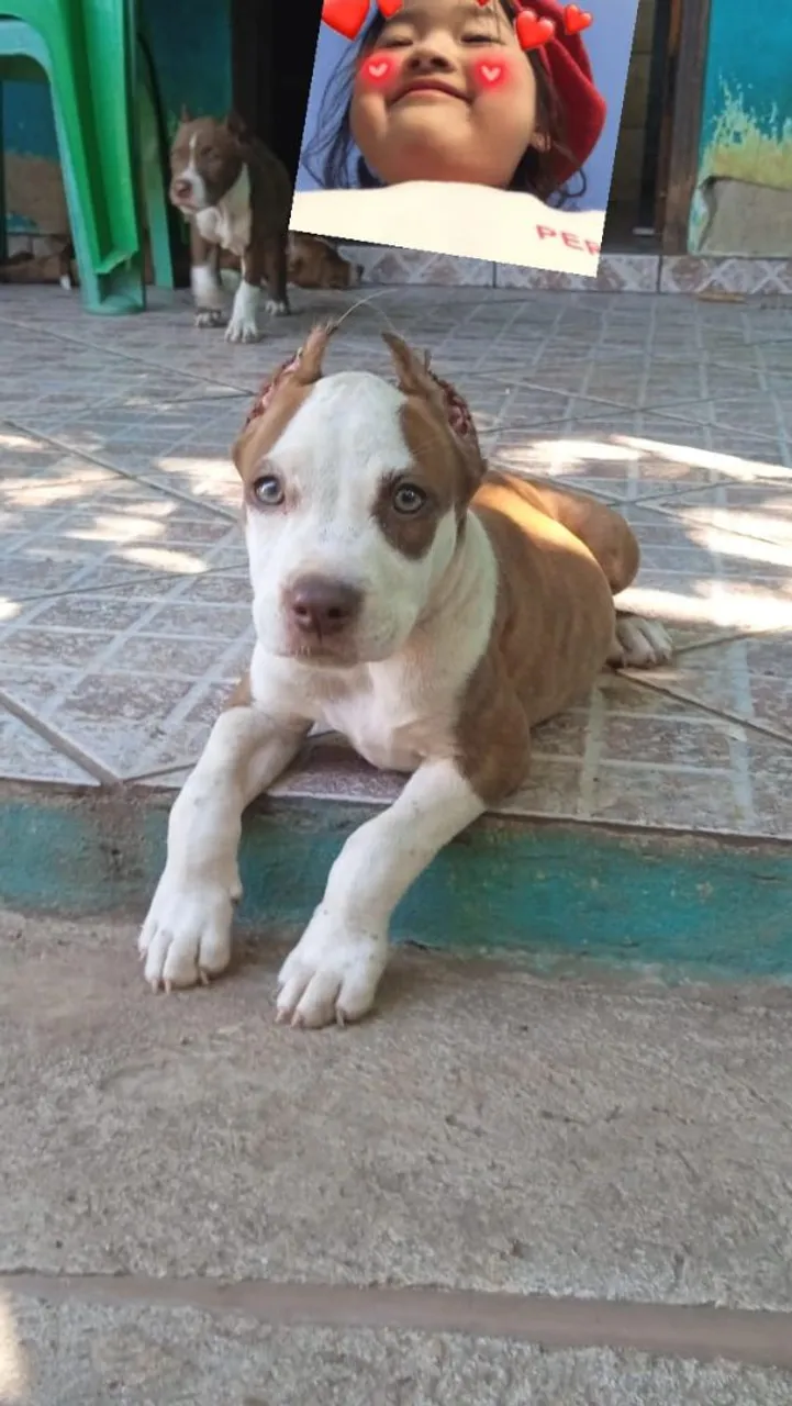 Filhote Pitbull