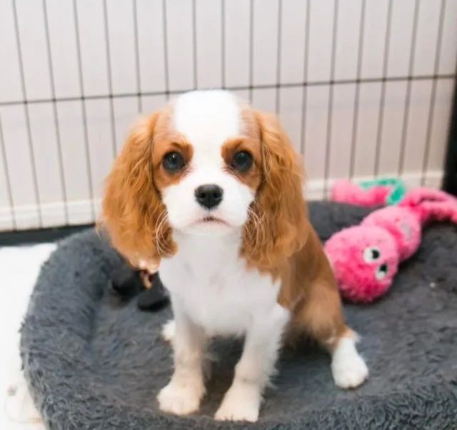 Cavalier King Femea Garantia, Pedigree e Qualidade: Filhotes Prontos para Nova Família!