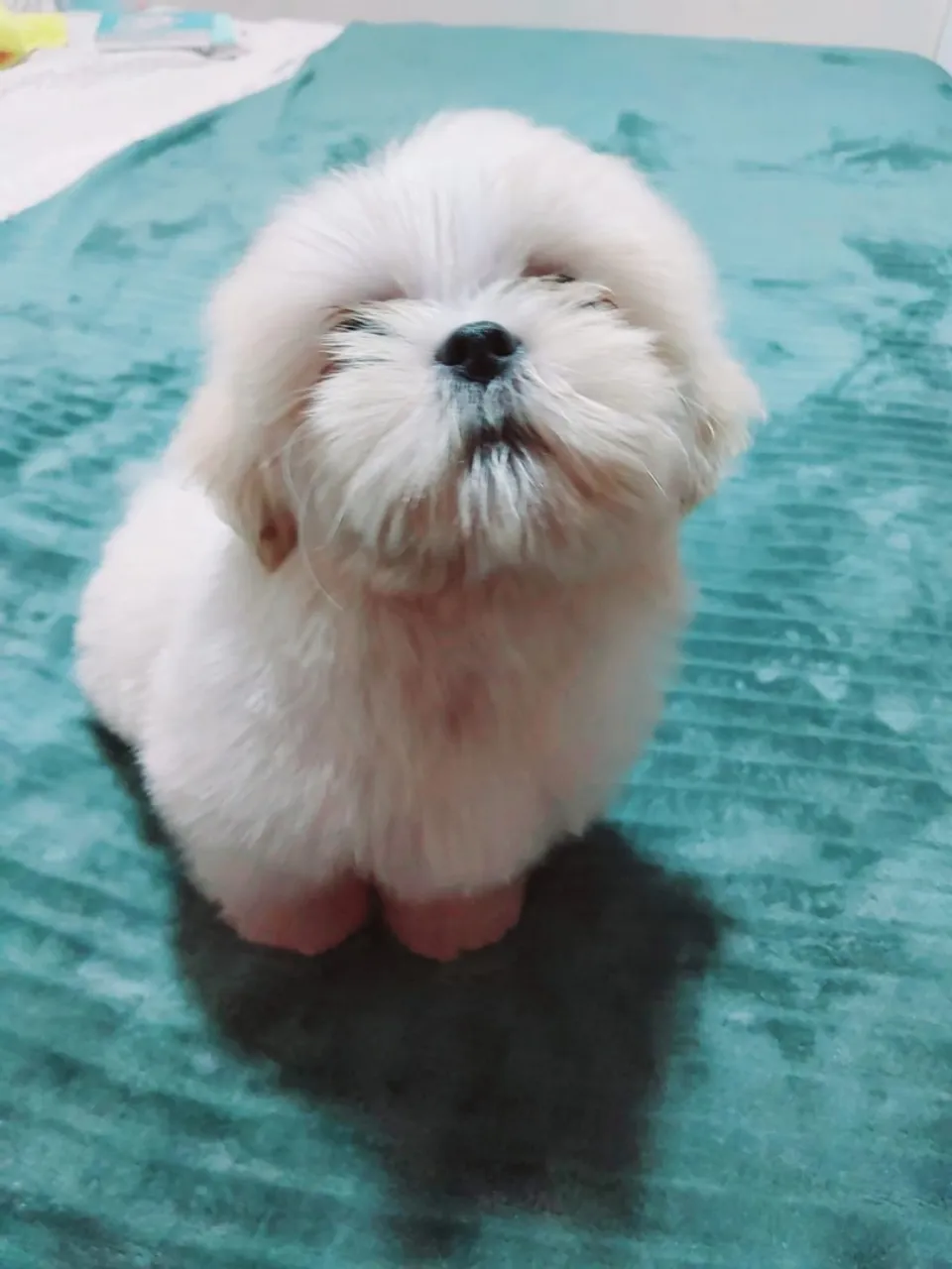 Shih Tzu Filhote - Pelúcia de Amor