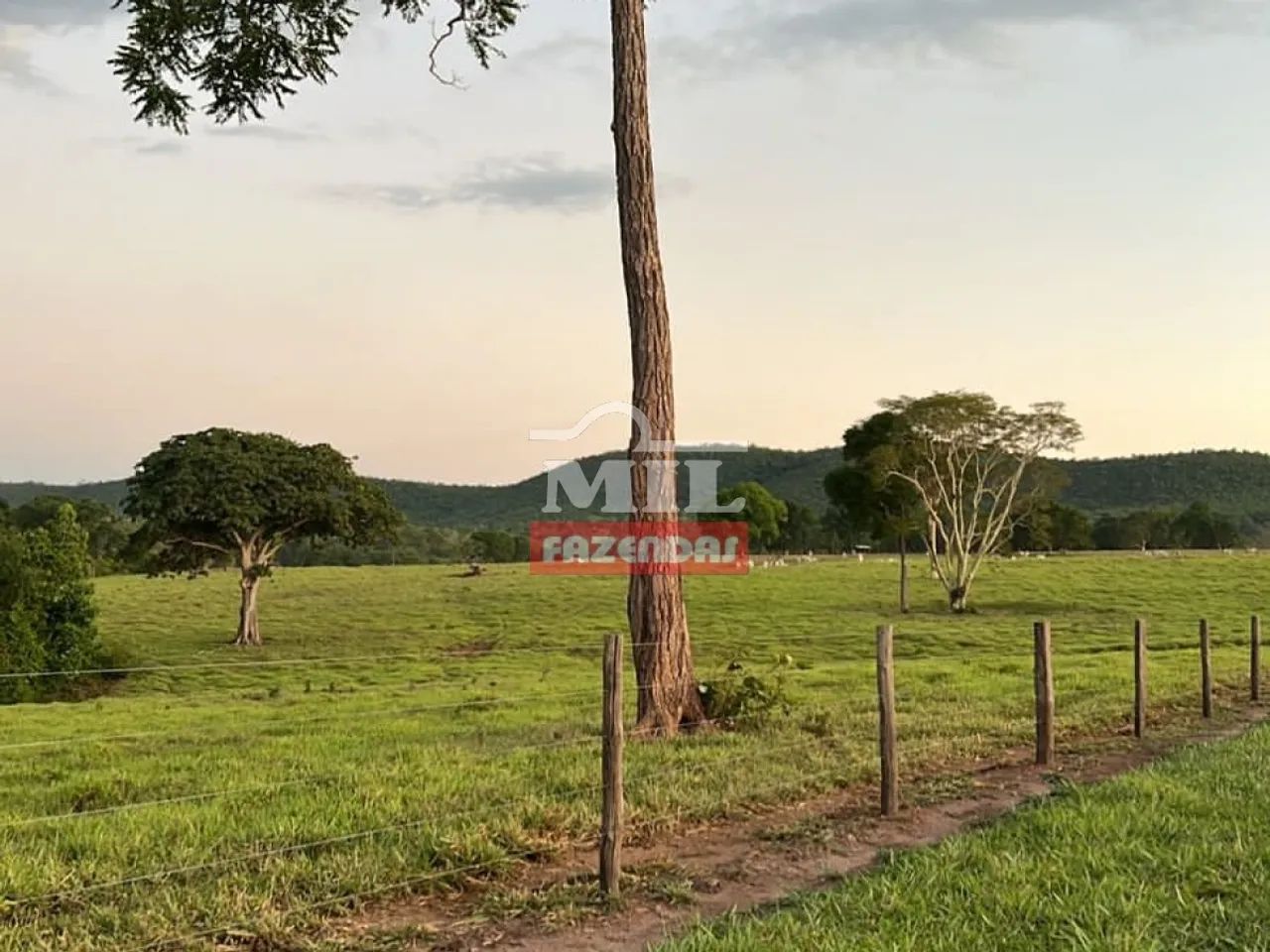 Fazenda 100 Alqueires (484 Hectares) Porangatu - GO - Foto 3
