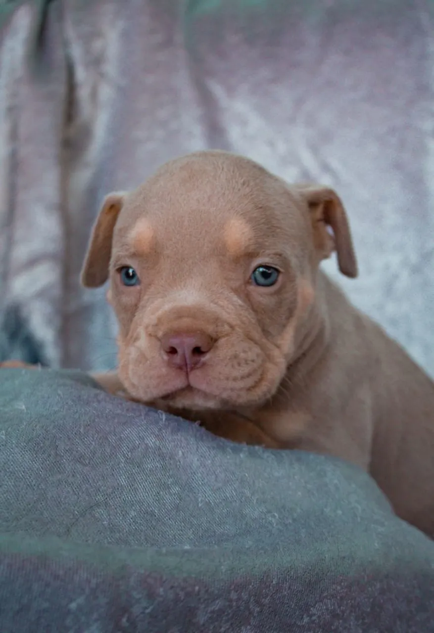 American Bully - Trililac e Triblack Merle