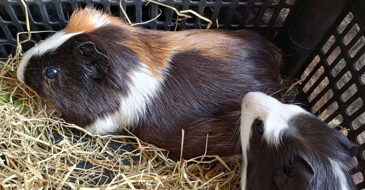 Porquinhos da índia 