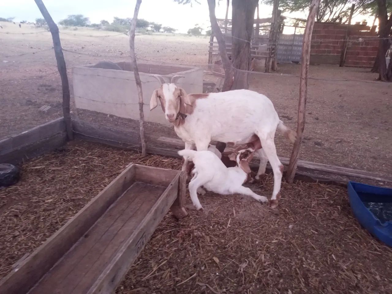 Cabra Boer com filhote para venda