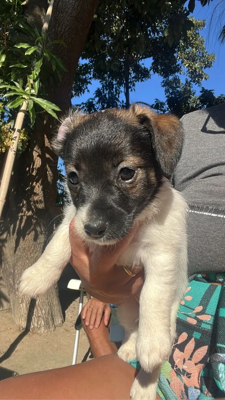 Filhotes Jack Russell Terrier Machos