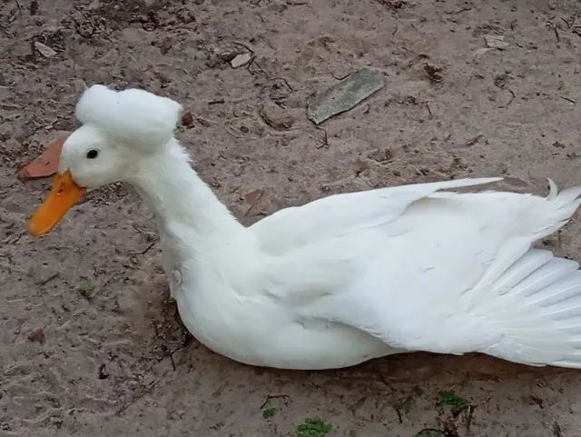 Marreco de pompom  - Foto 3