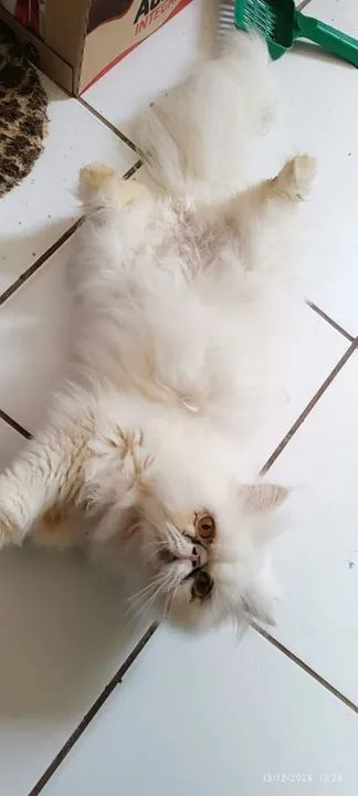 GATO Persa Branco  MACHO - Foto 4