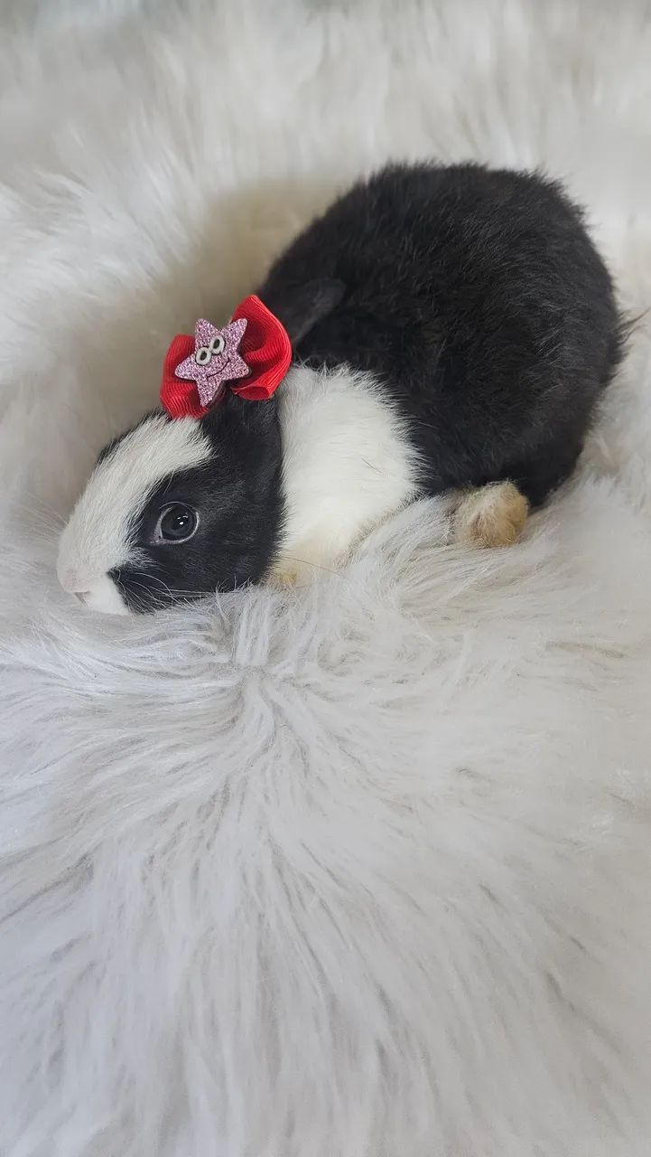 Coelhos na promoção de fim de ano  - Foto 3