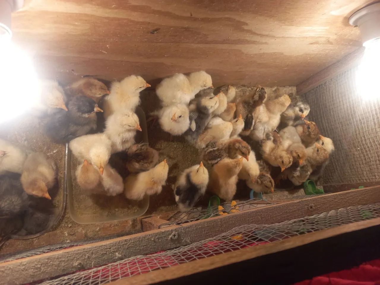 Frangos Brahma - Lindos e saudáveis! - Foto 5
