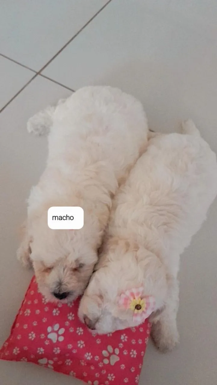 Lind filhote de poodle toy ( macho disponível)
