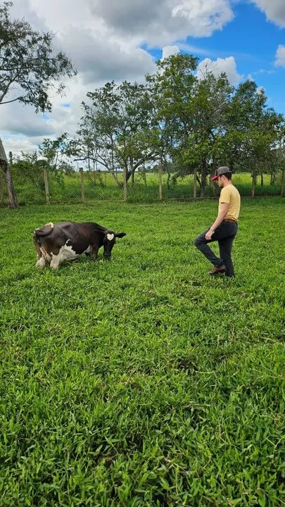Mini vacas  / mini de verdade - Foto 3