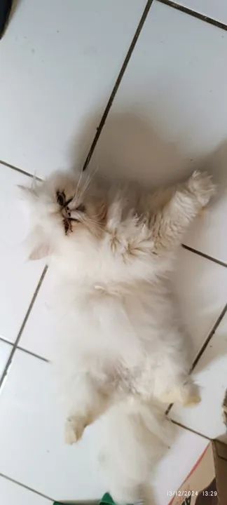 GATO Persa Branco  MACHO - Foto 2