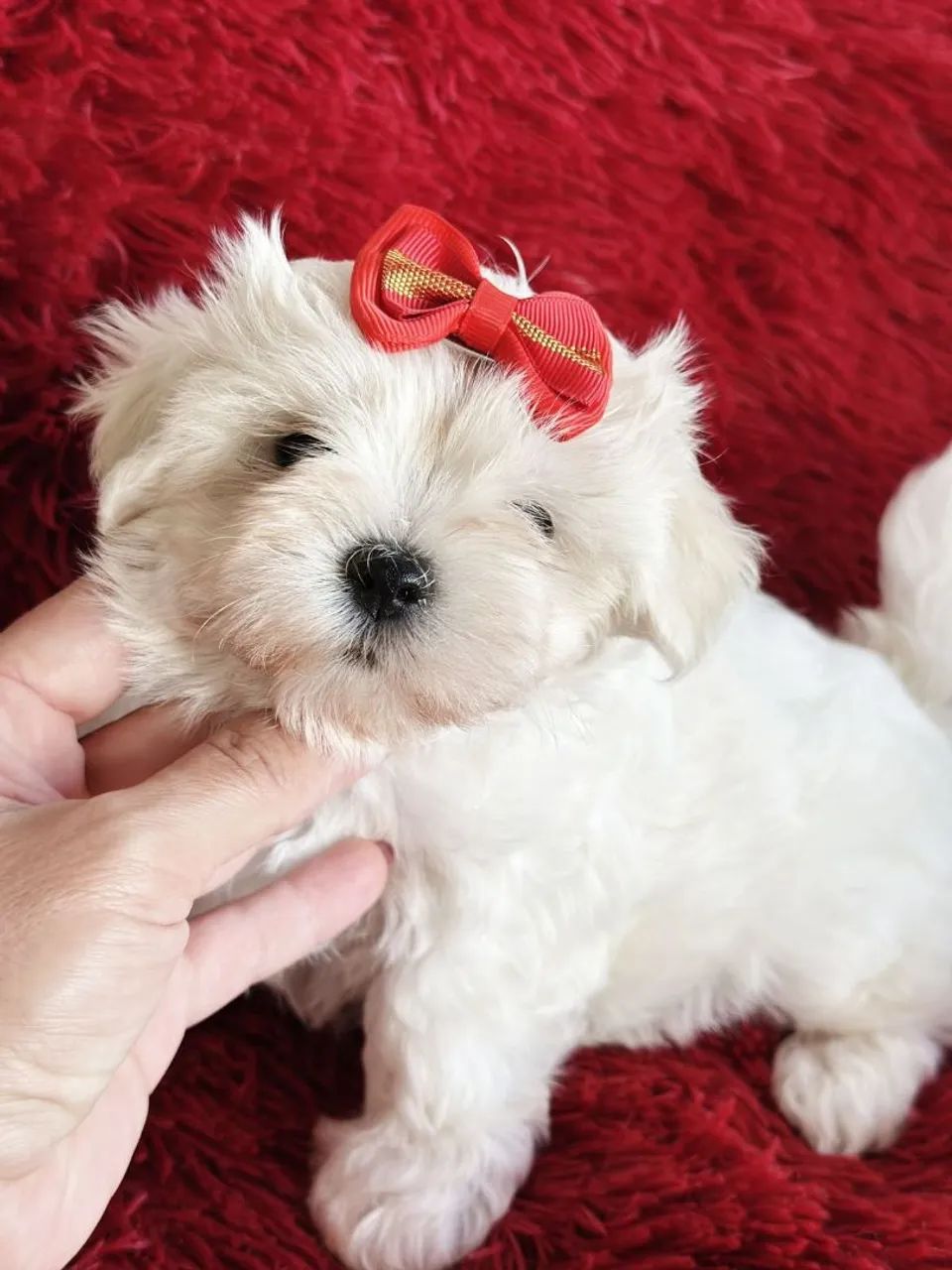 Maltês. Formosa,, saudável e cheia de alegria! - Foto 2