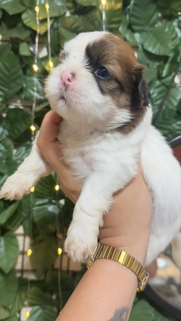 Filhotes de shi tzu - Foto 3