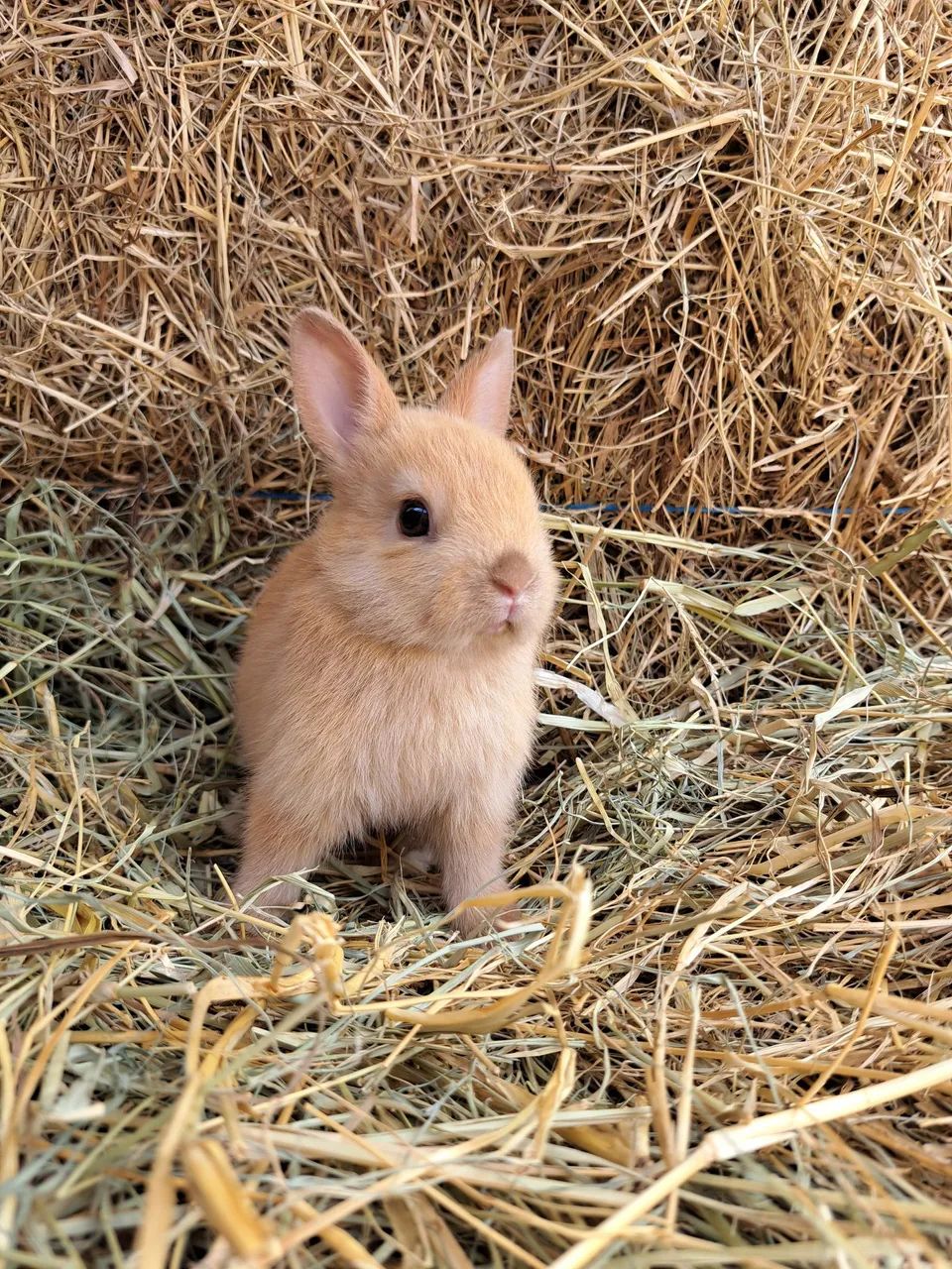 Anão netherland filhotes 