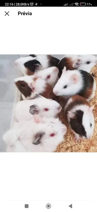 Porquinhos da índia a venda em rio claro sp - Foto 2