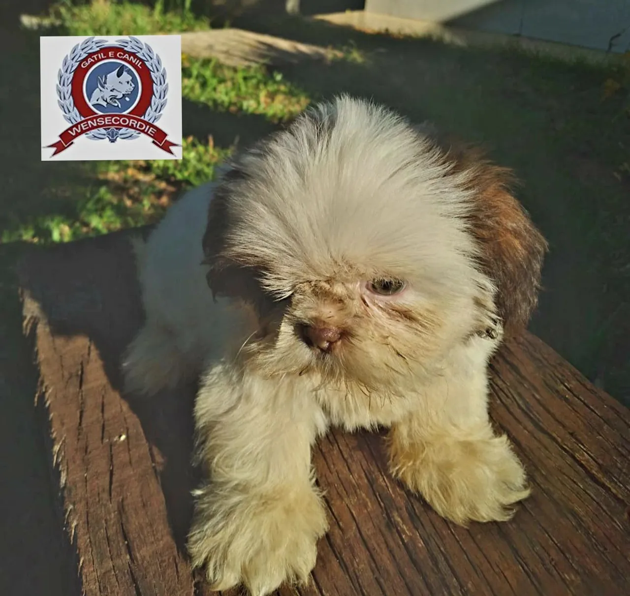 Filhote macho Shih Tzu adorável