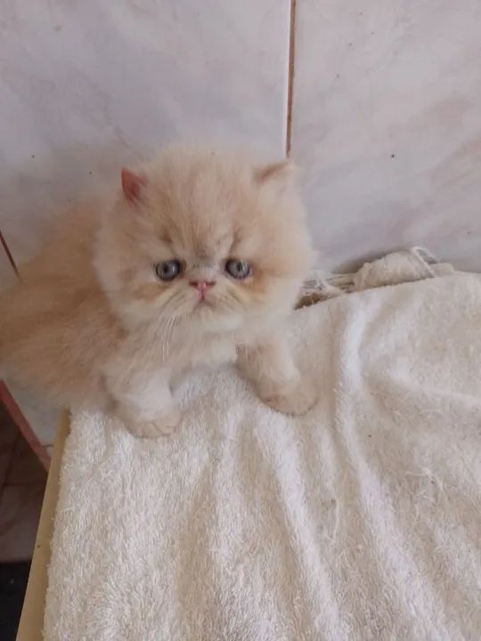 Gatinho persa disponívvendel pra reserva  - Foto 4