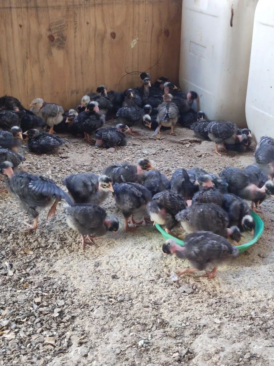 Pintinhos carijó pescoço pelado fêmeas  - Foto 3